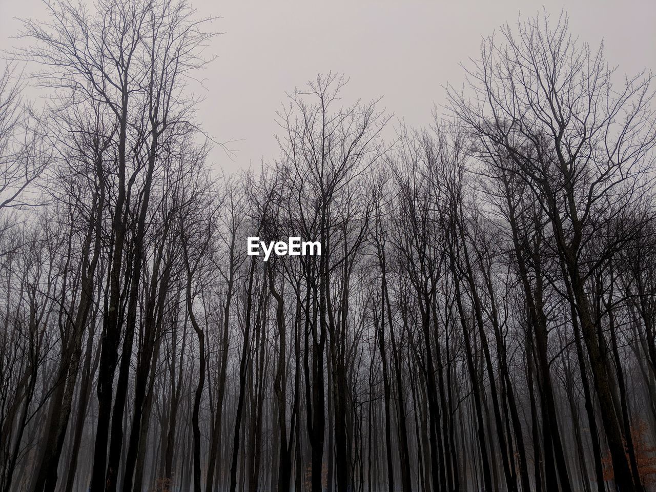 Low angle view of bare trees in forest against sky