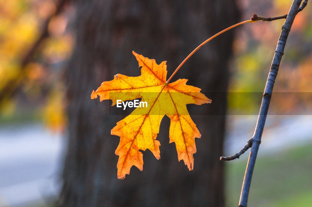 Close-up of maple leaf on tree