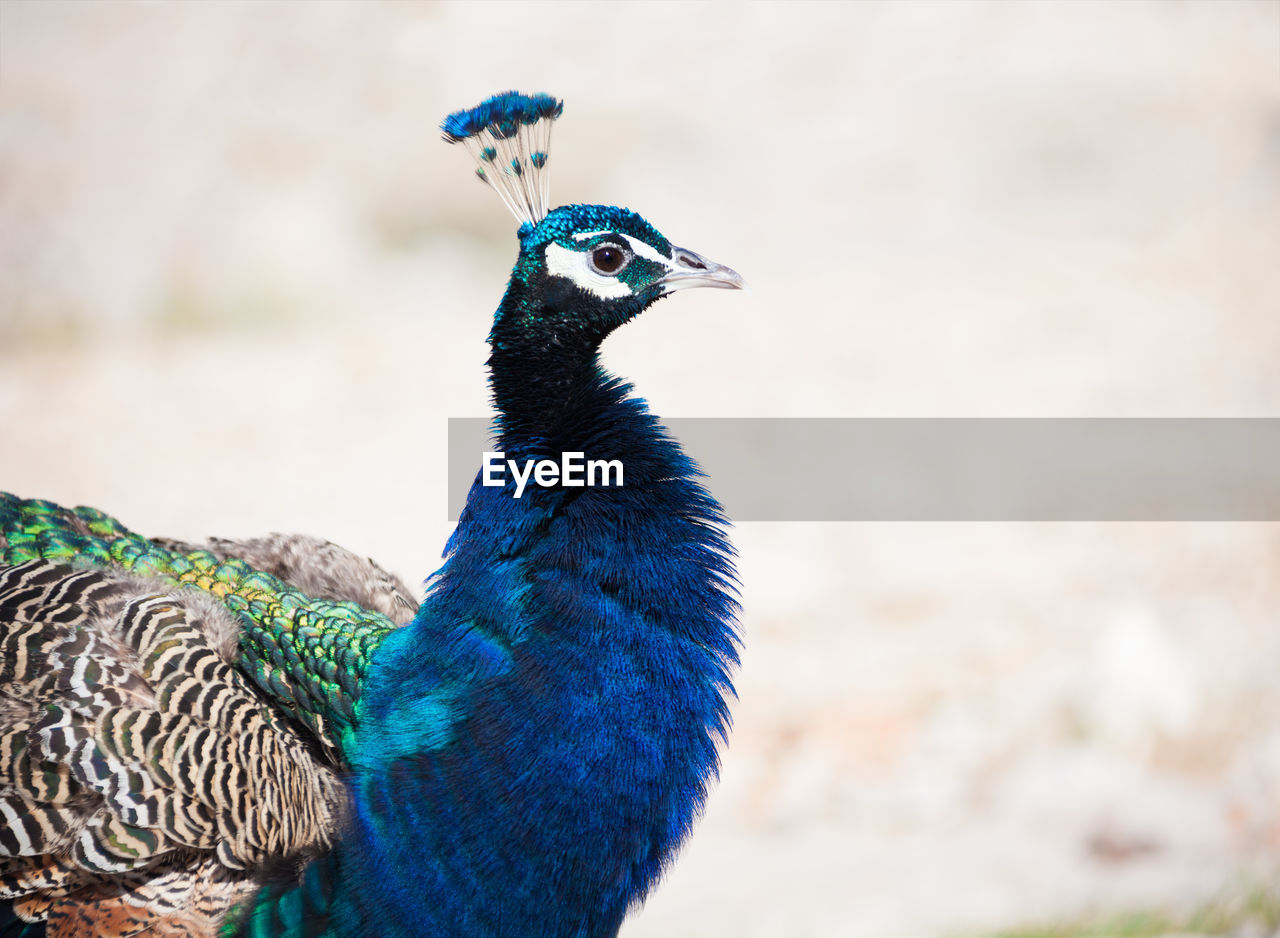 HIGH ANGLE VIEW OF A PEACOCK