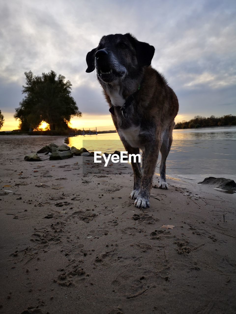 DOG STANDING ON BEACH AGAINST SKY