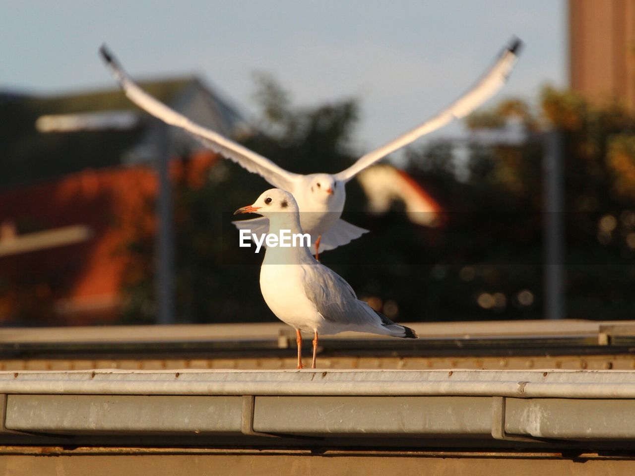 SEAGULL PERCHING ON WALL