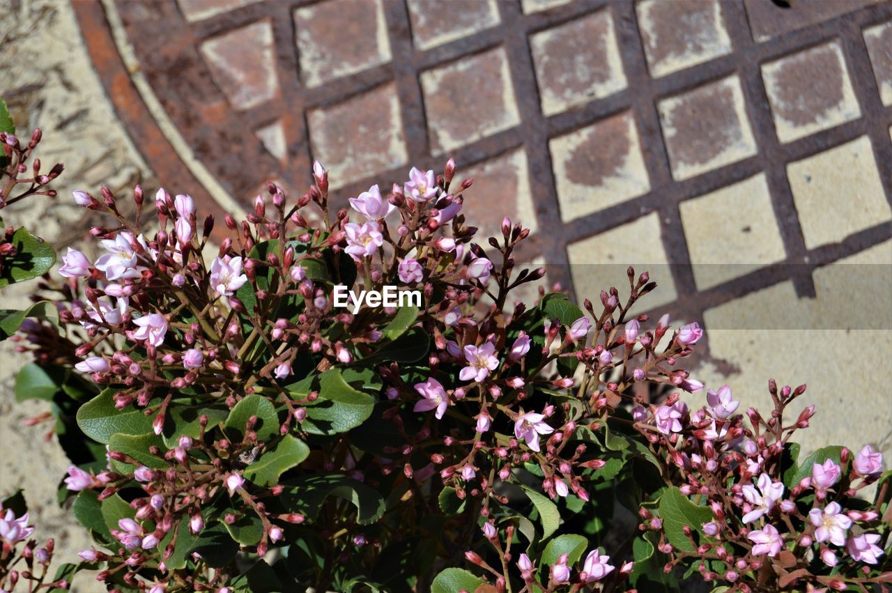 CLOSE-UP OF PINK FLOWERS ON PLANT