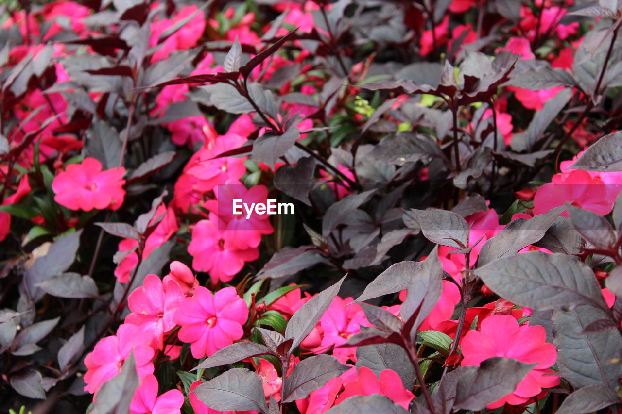 CLOSE-UP OF PINK FLOWERS ON PLANT