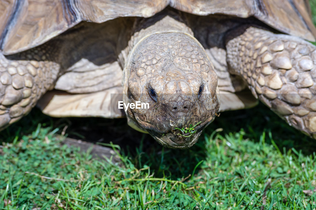 Close-up portrait of a tortoise 