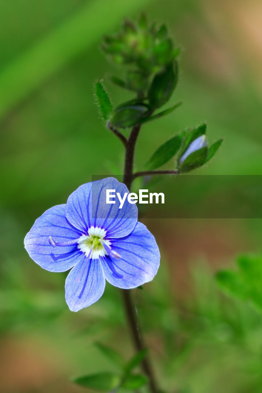 Close-up of purple flowering plant