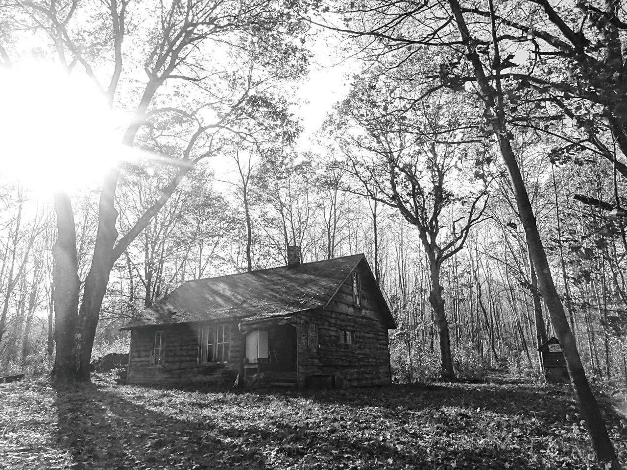 Wood cabin in forest on sunny day