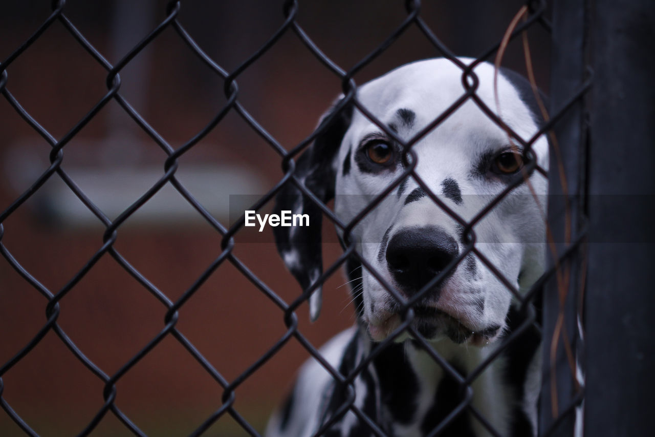 Portrait of dog seen through chainlink fence