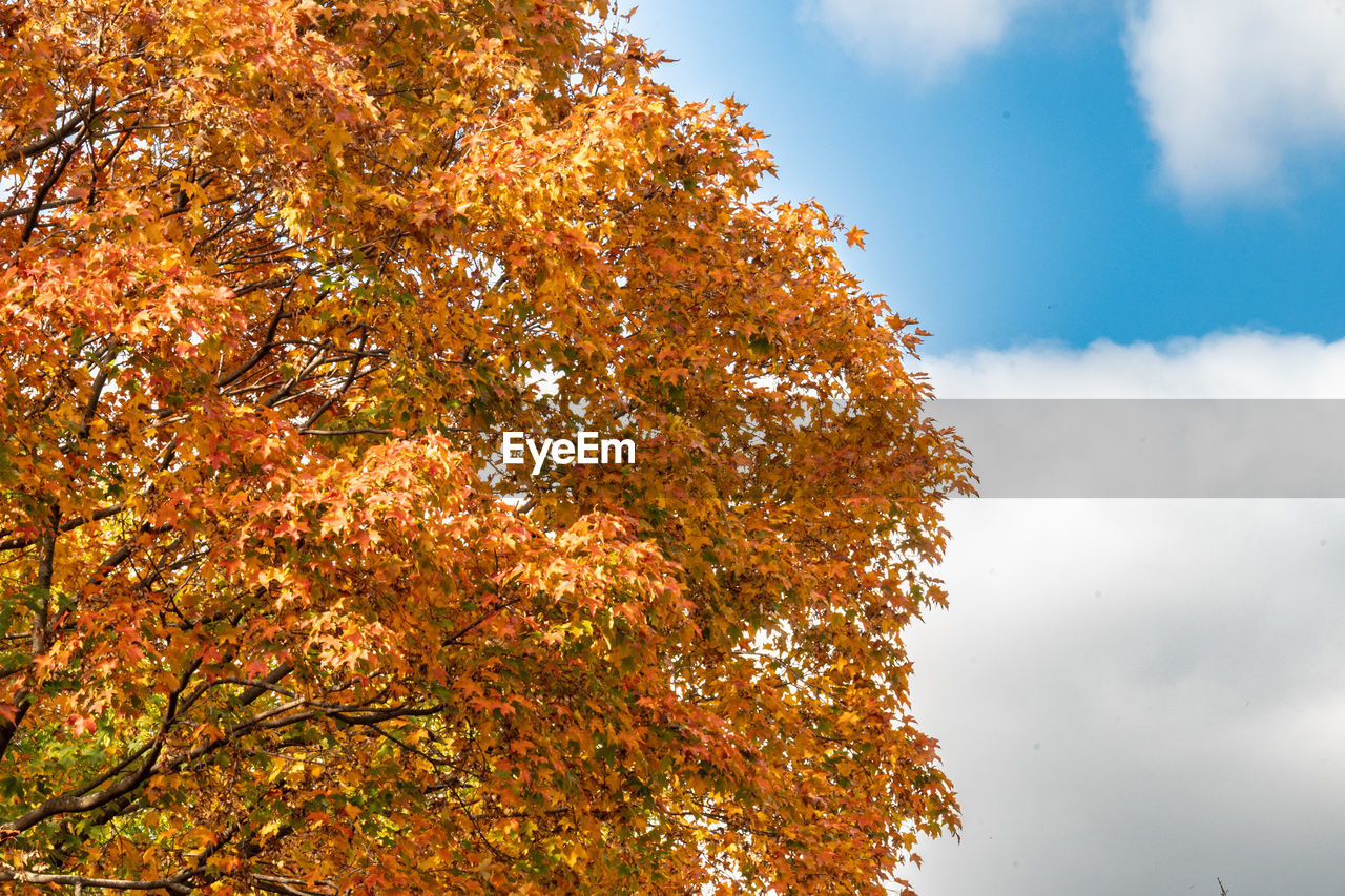 tree, autumn, plant, sky, nature, cloud, beauty in nature, leaf, plant part, environment, orange color, sunlight, scenics - nature, low angle view, no people, tranquility, outdoors, landscape, yellow, land, forest, branch, day, multi colored, idyllic, vibrant color, deciduous tree, red, gold, tranquil scene, non-urban scene, growth, blue