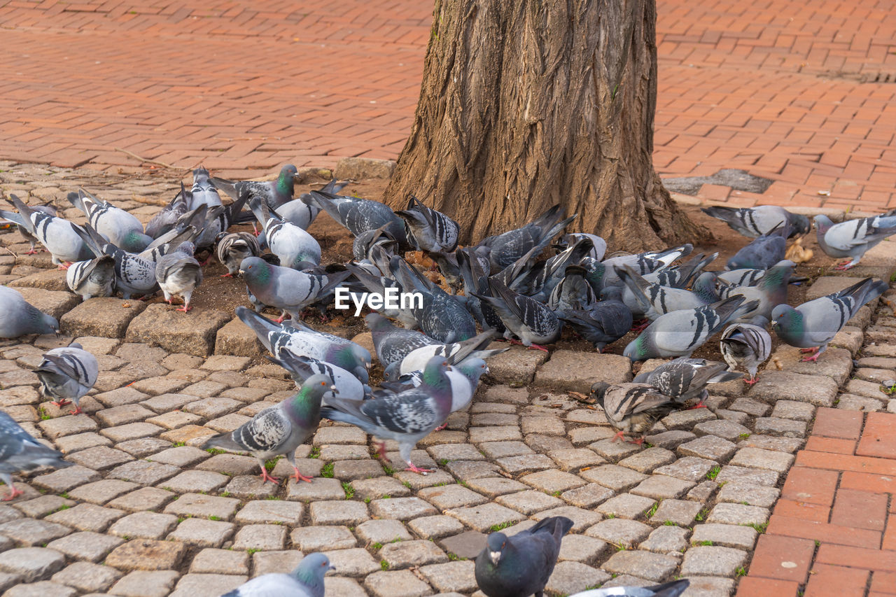 bird, pigeon, pigeons and doves, day, cobblestone, group of animals, footpath, animal, large group of animals, animal wildlife, wildlife, brick, animal themes, no people, street, nature, city, outdoors, paving stone, architecture, flock of birds, sculpture, high angle view, brick wall, stone, statue