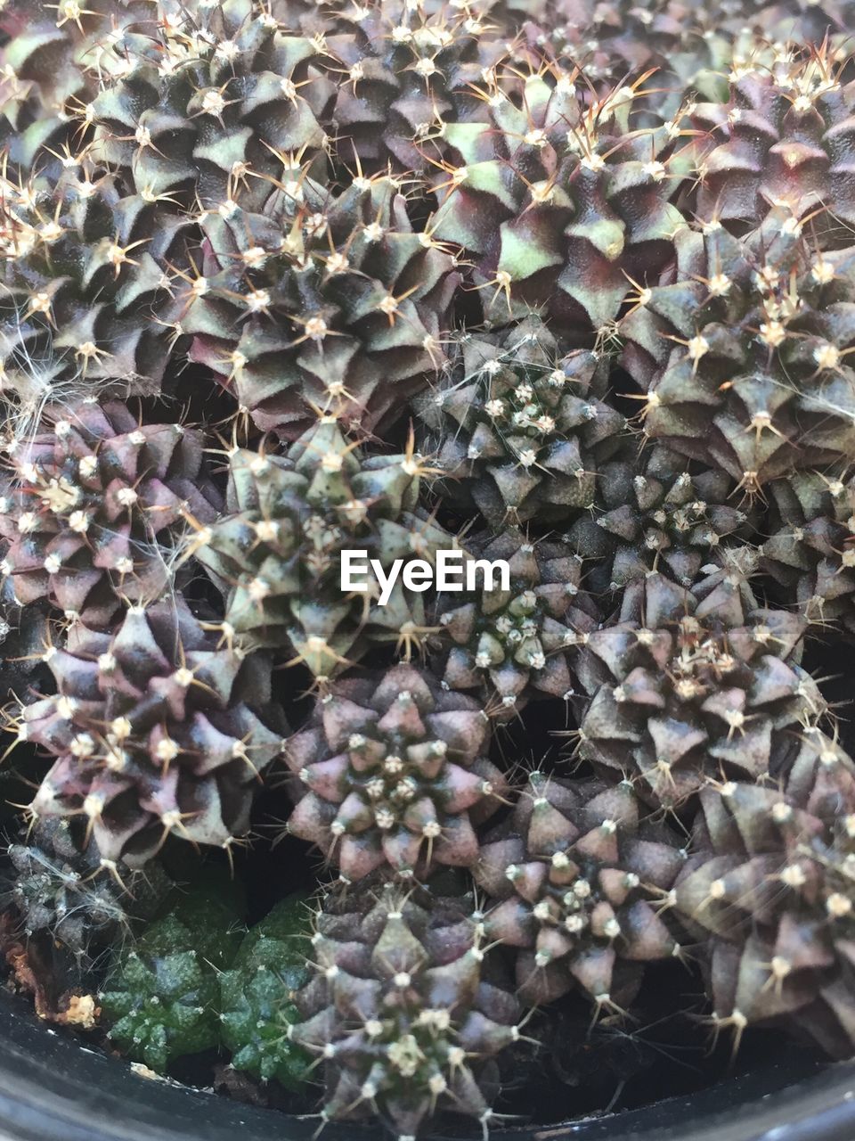 HIGH ANGLE VIEW OF SUCCULENT PLANTS