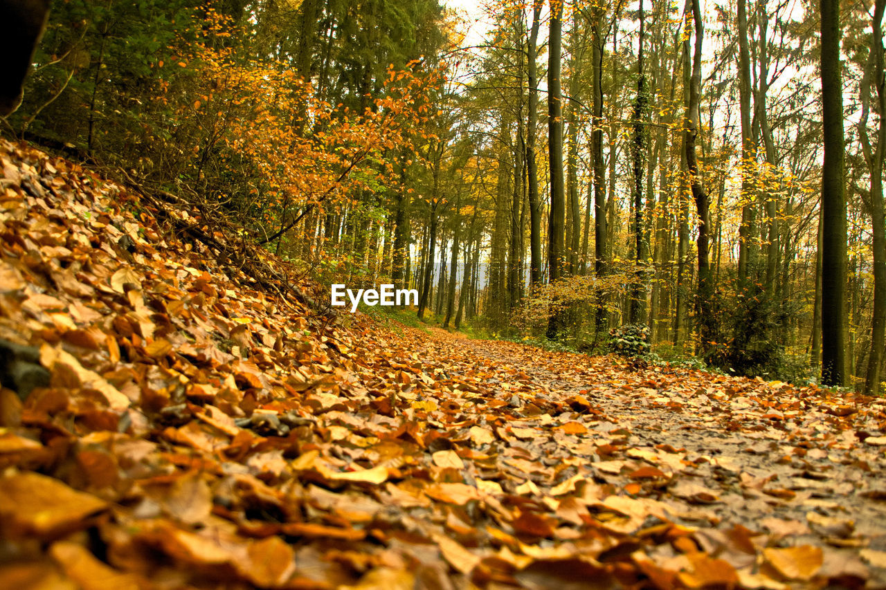 DRY LEAVES ON ROAD IN FOREST