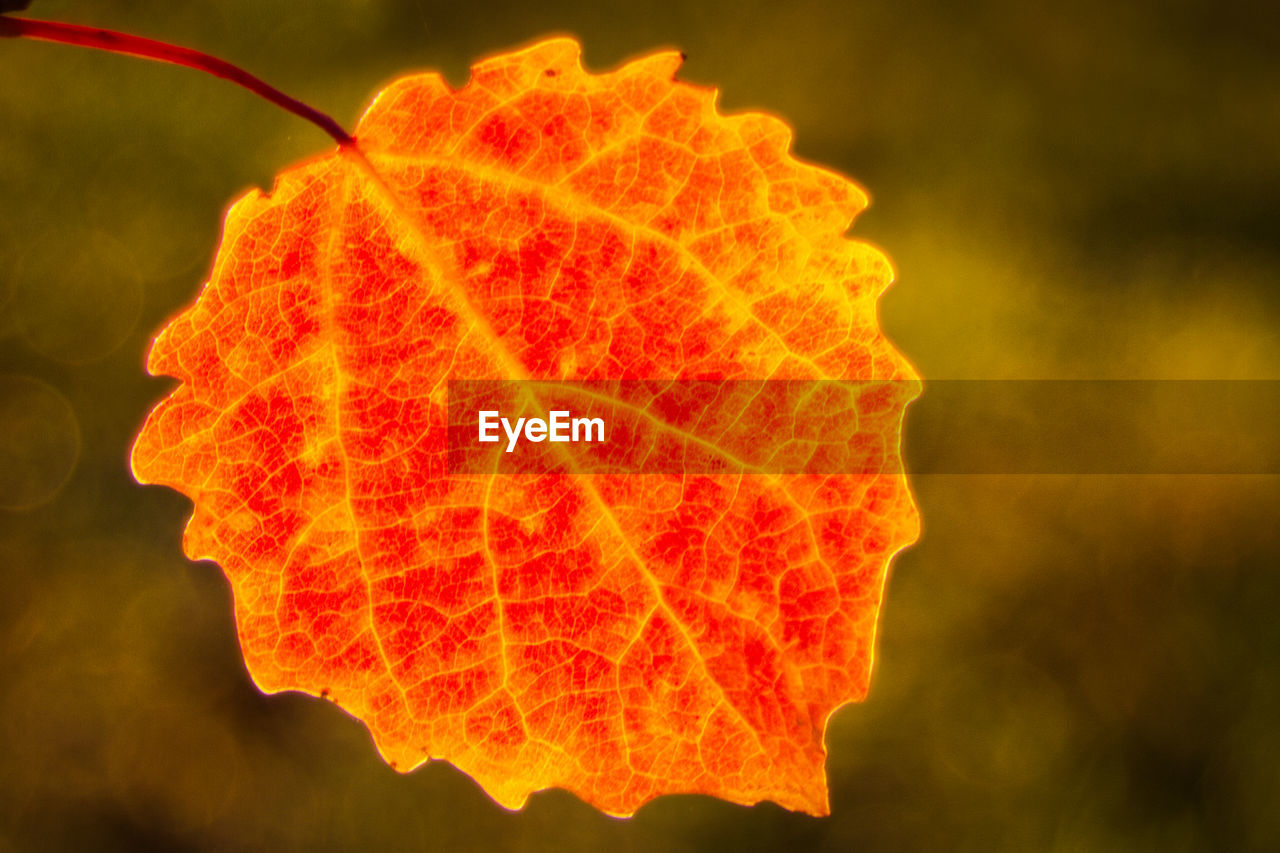 CLOSE-UP OF YELLOW AUTUMN LEAF