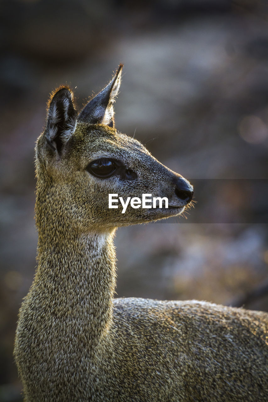 Close-up of deer looking away