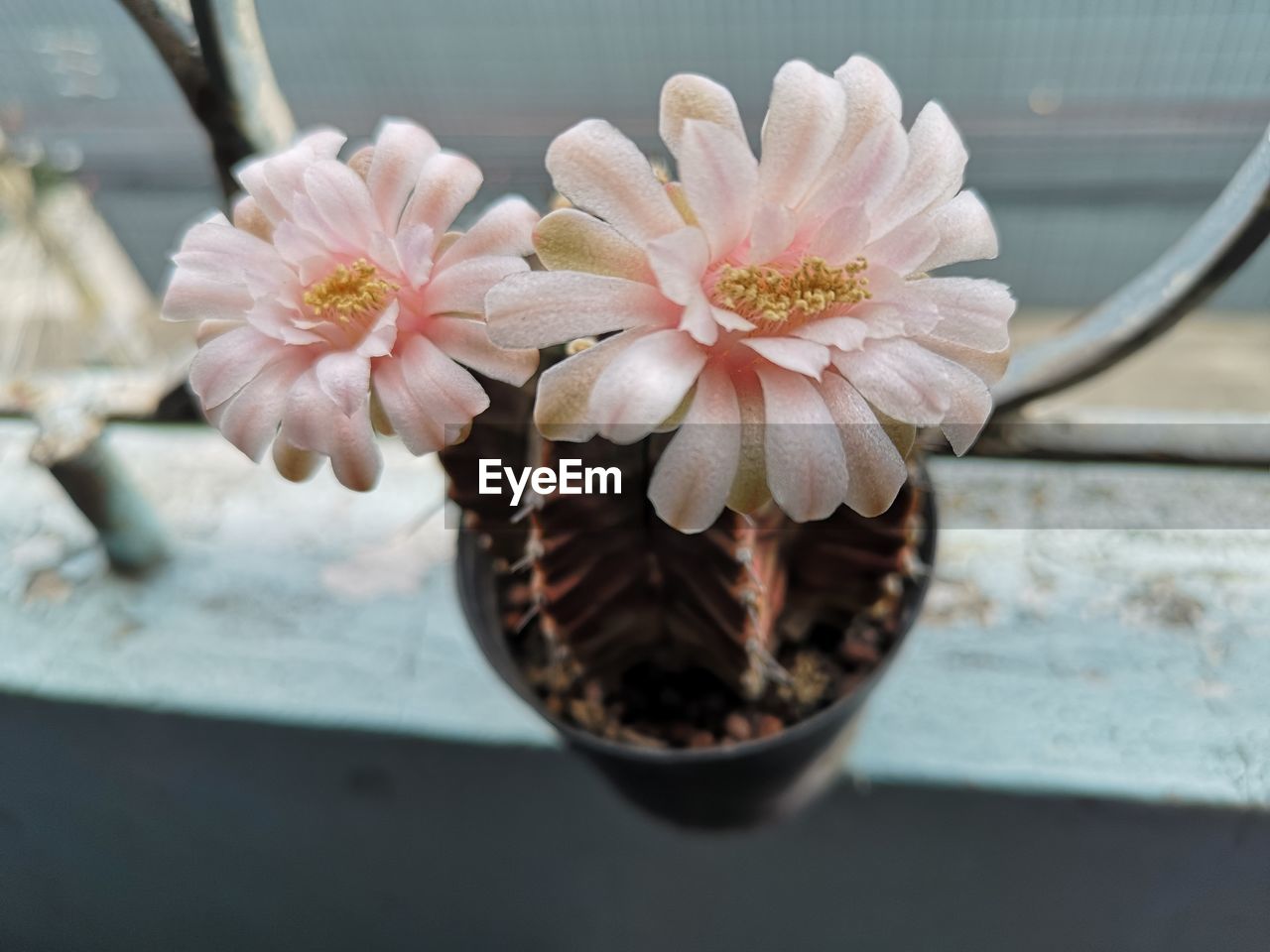 Close-up of pink flower pot