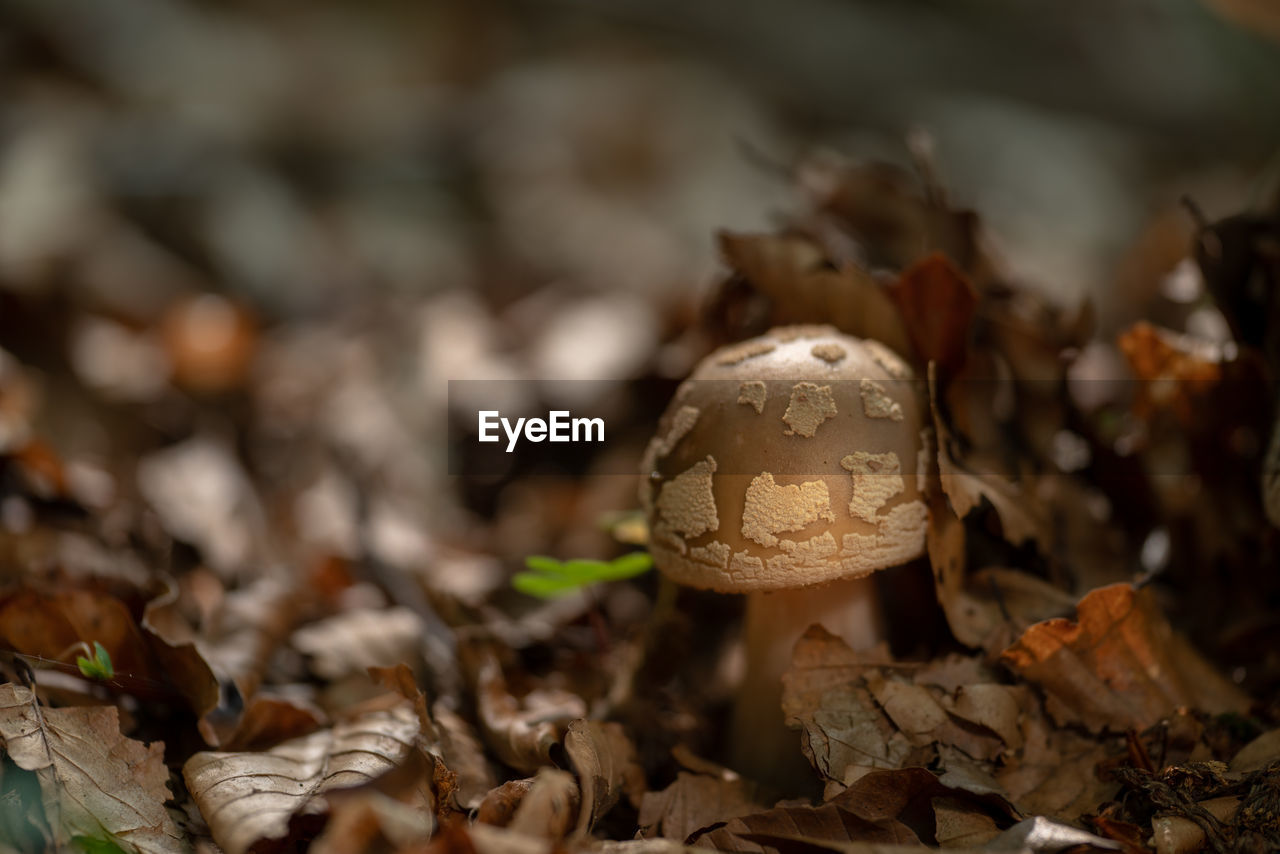 Close-up of mushroom growing on field