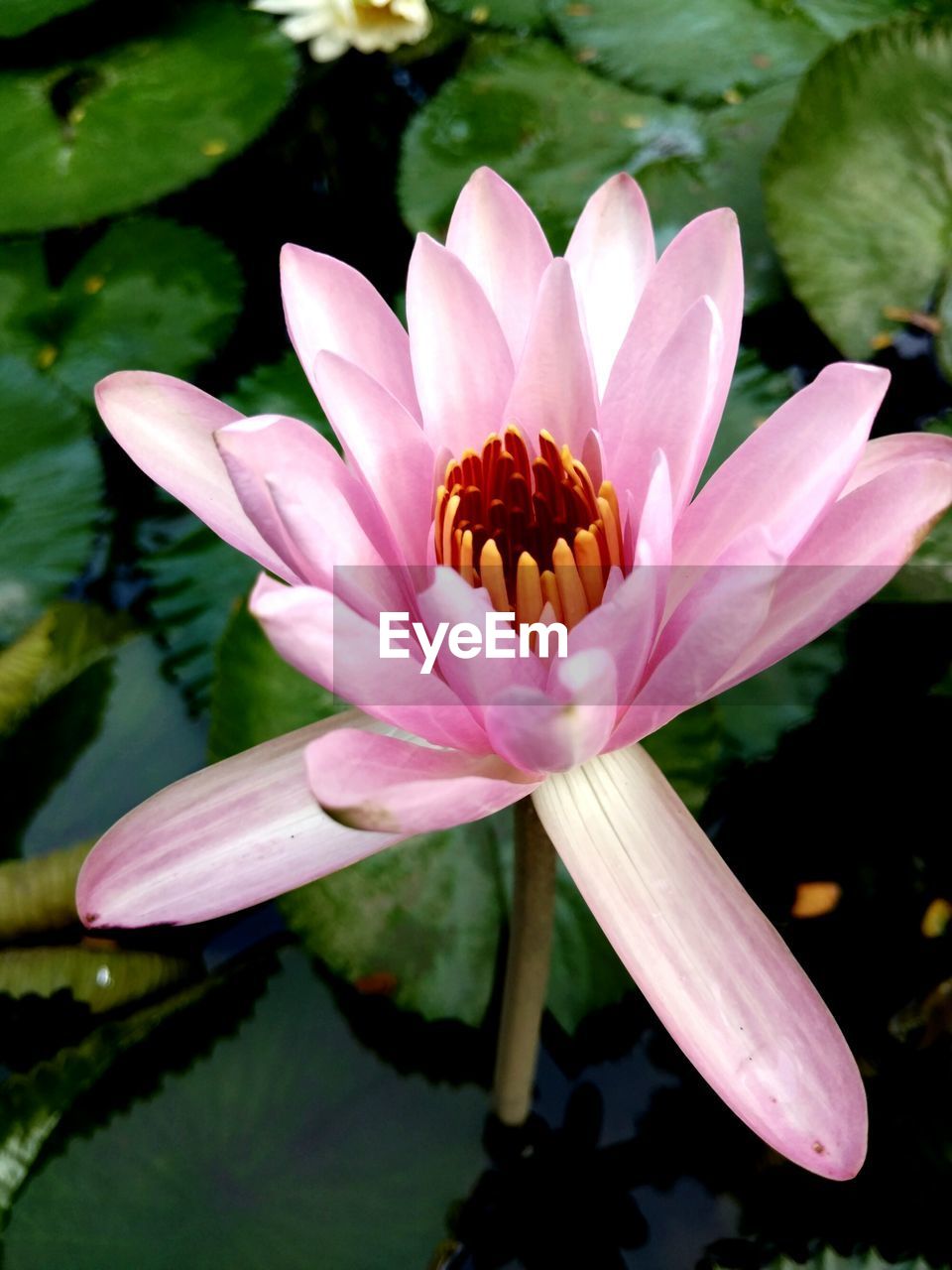 High angle view of pink lotus in pond