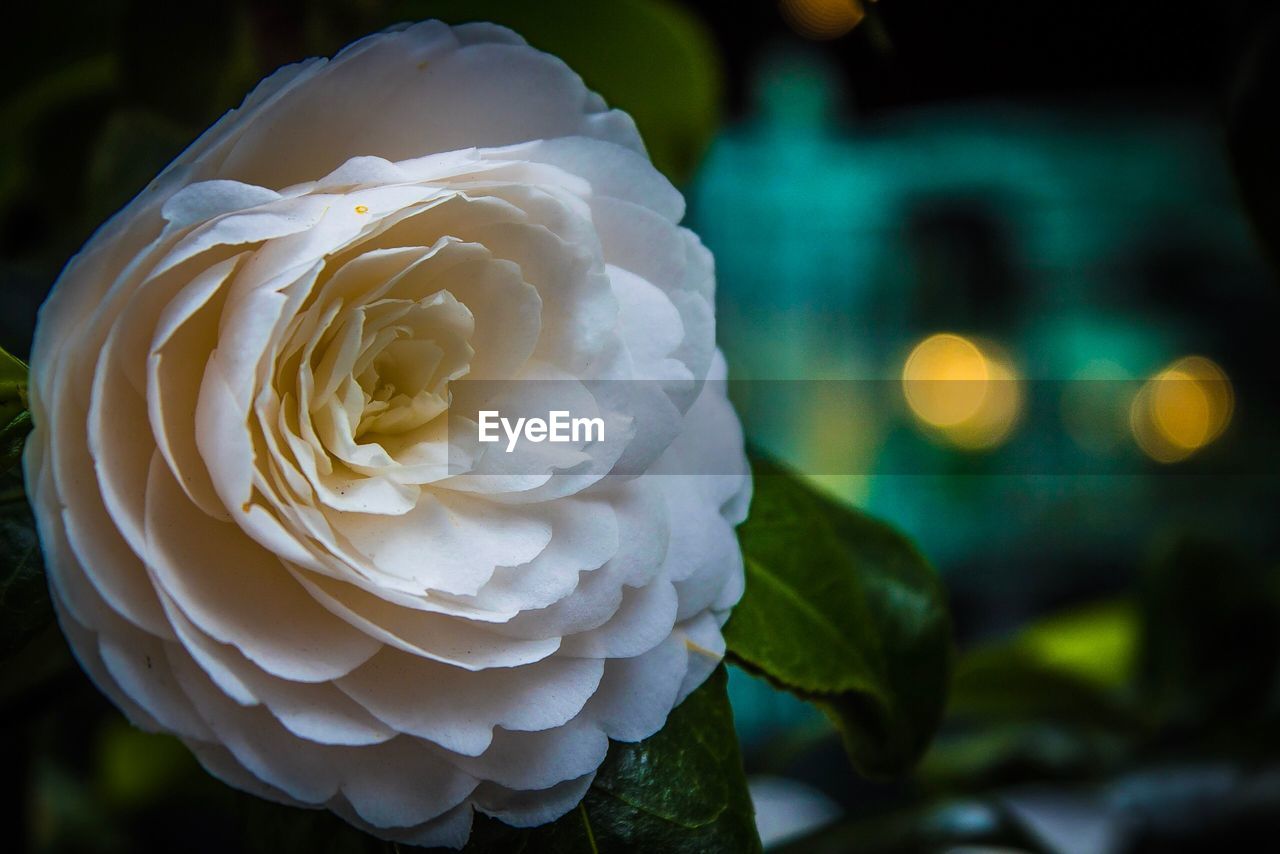 Close-up of white rose