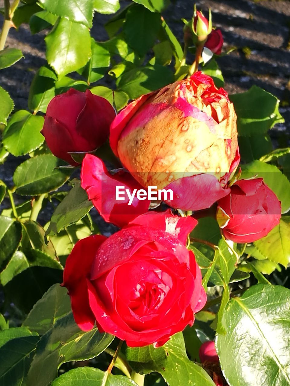 CLOSE-UP OF RED FLOWER