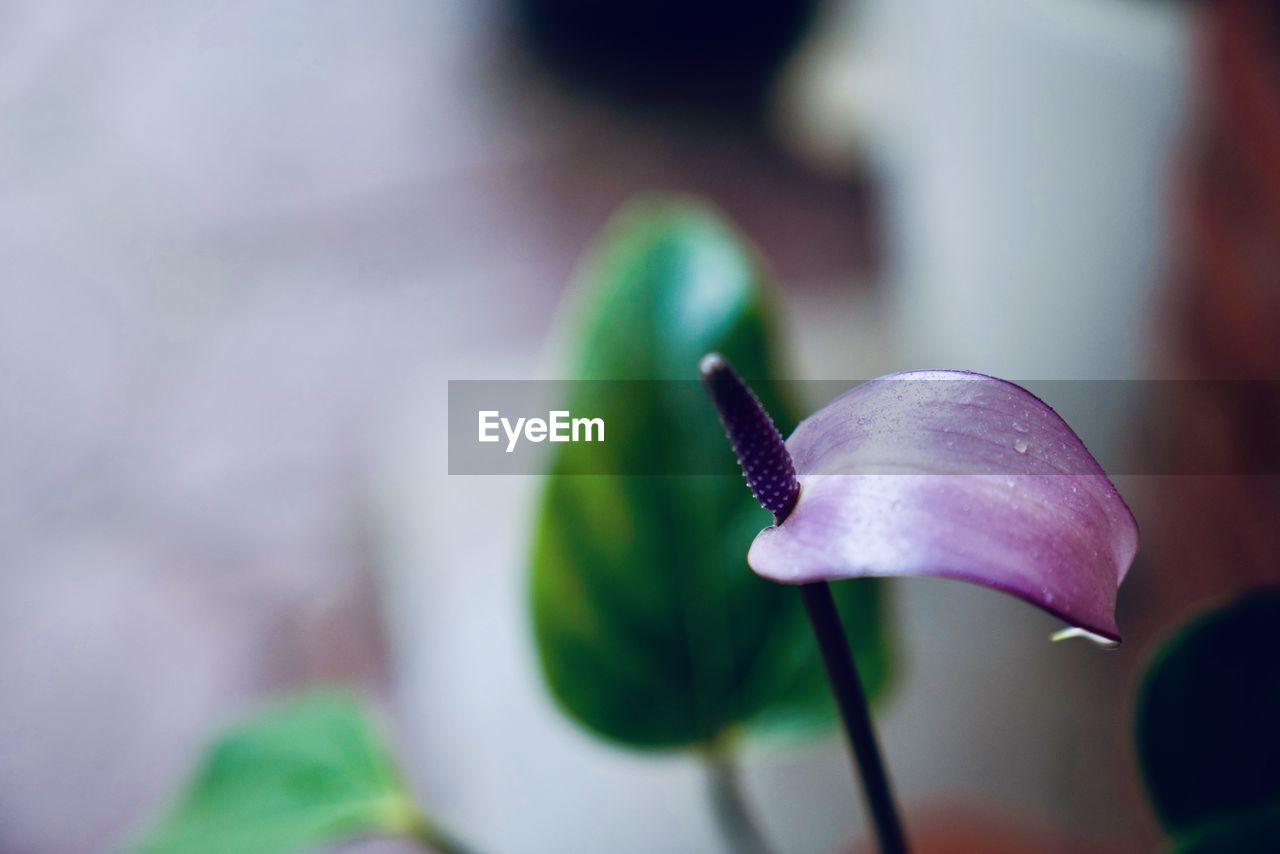 Close-up of purple flower