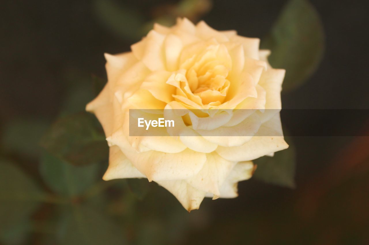 High angle view of yellow rose growing outdoors