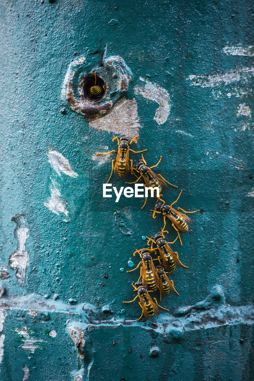 Insects on weathered wall