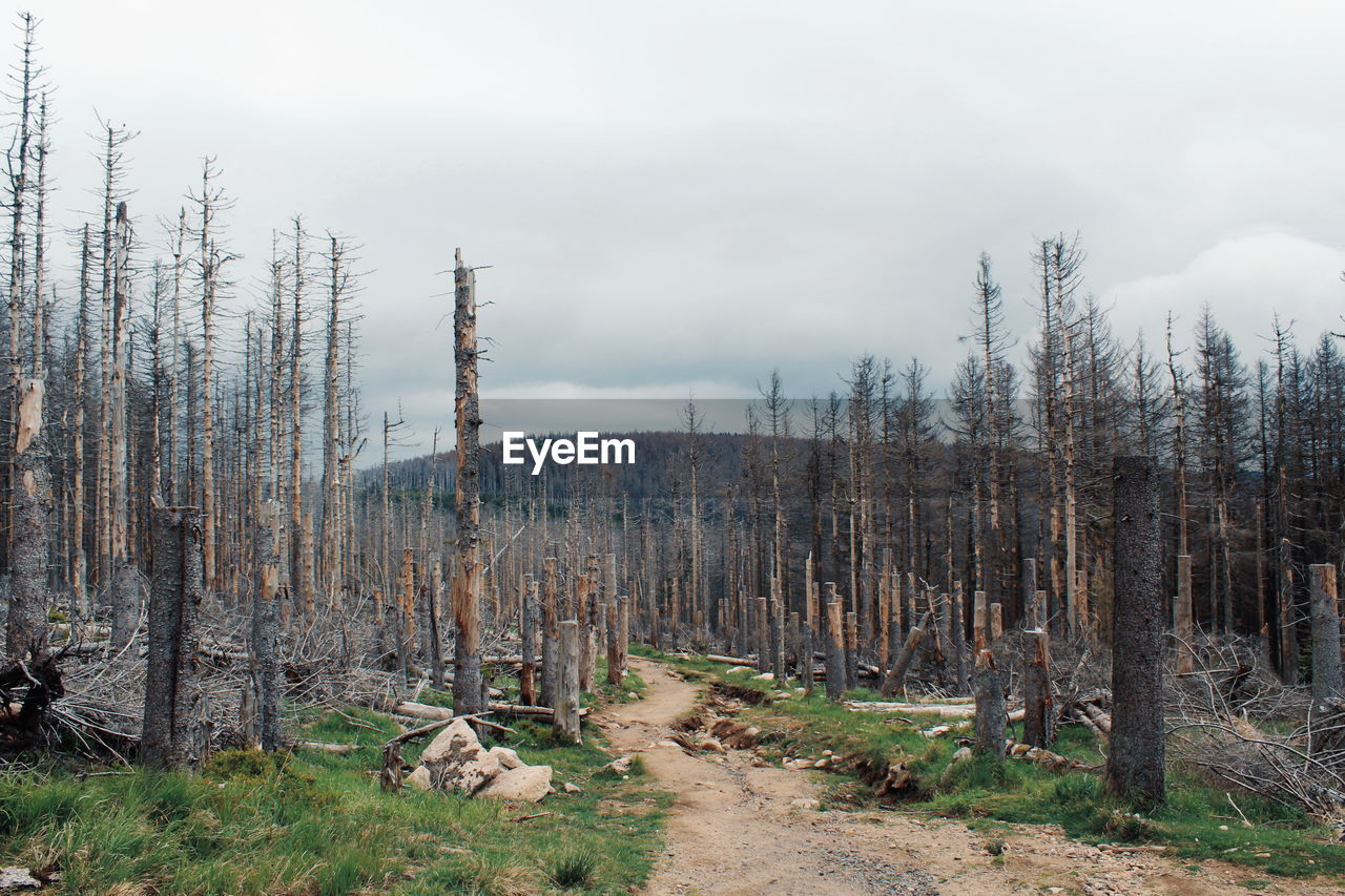 Panoramic shot of trees on field against sky