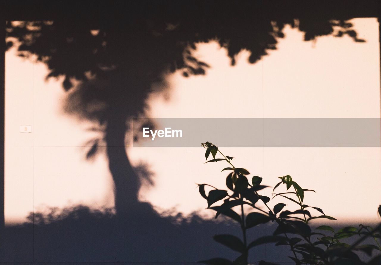 LOW ANGLE VIEW OF SILHOUETTE TREE AGAINST SKY AT SUNSET