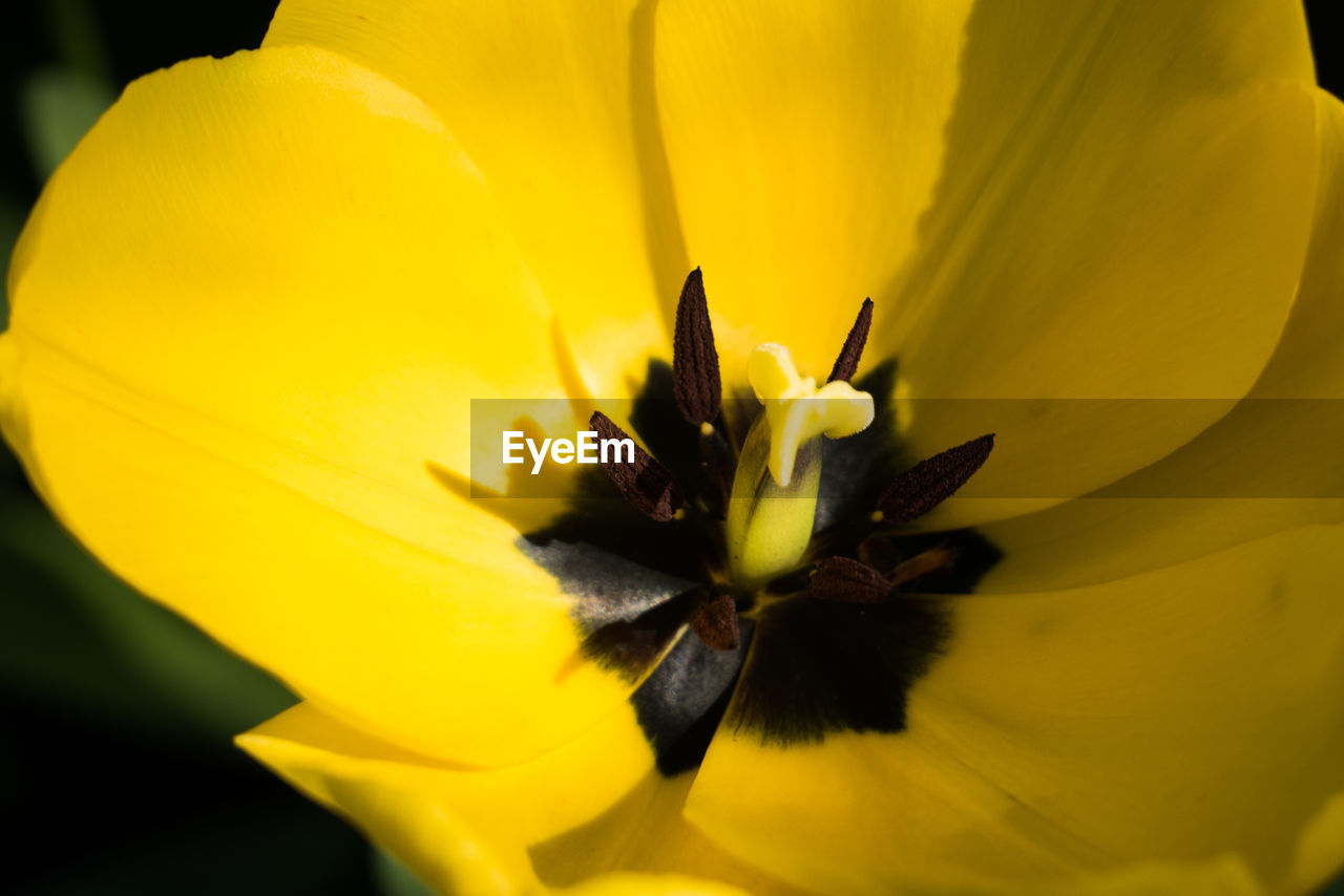 CLOSE-UP OF YELLOW POLLEN