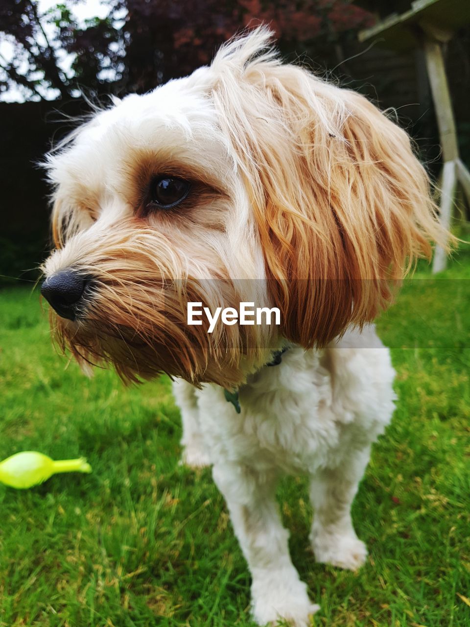 Close-up of a dog in garden