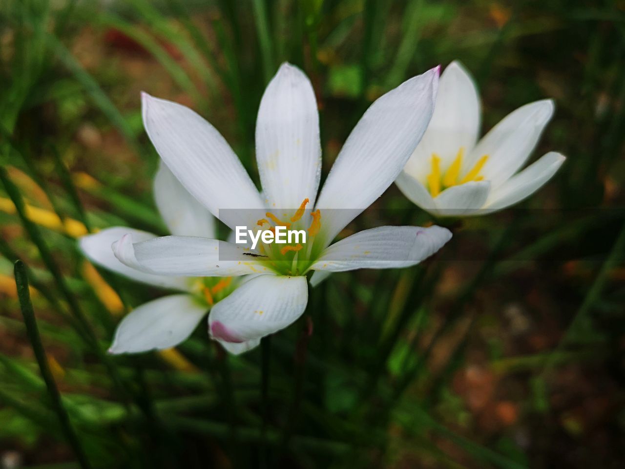 Close-up of white crocus flowers on field