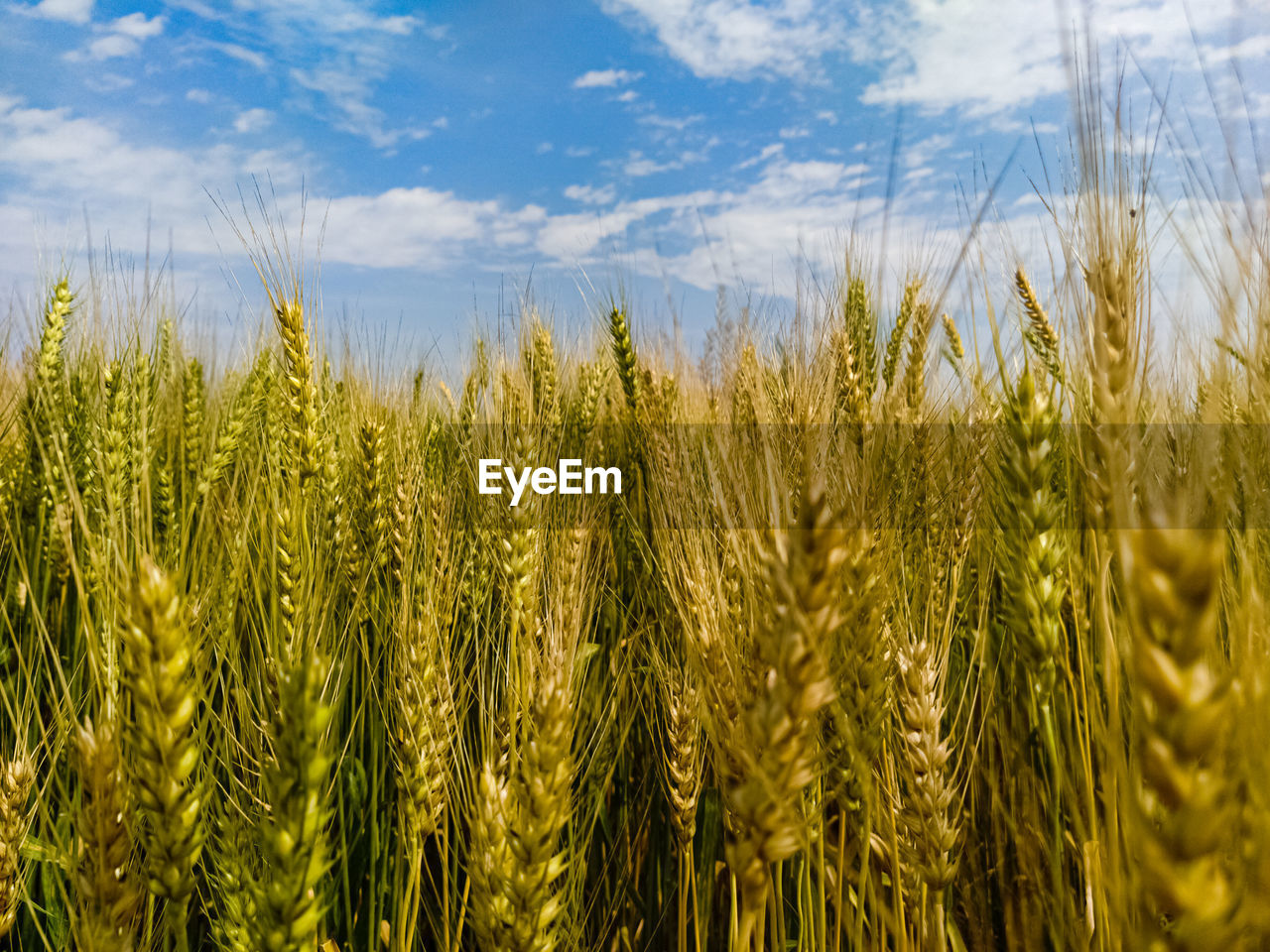 CLOSE-UP OF WHEAT GROWING ON FIELD