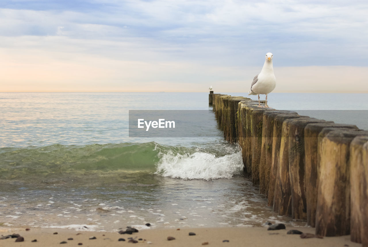 Bird perching on wooden post over sea against sky