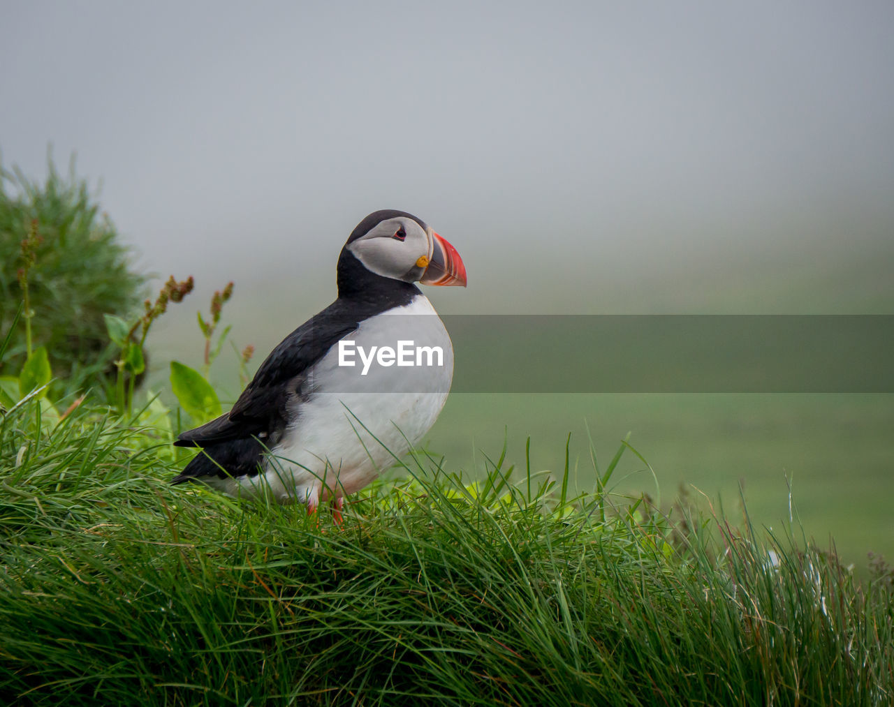 Bird on grass