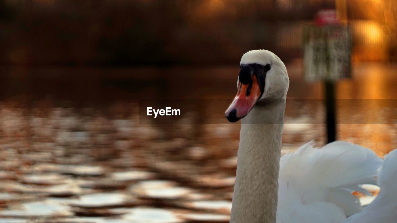 SWAN SWIMMING ON LAKE