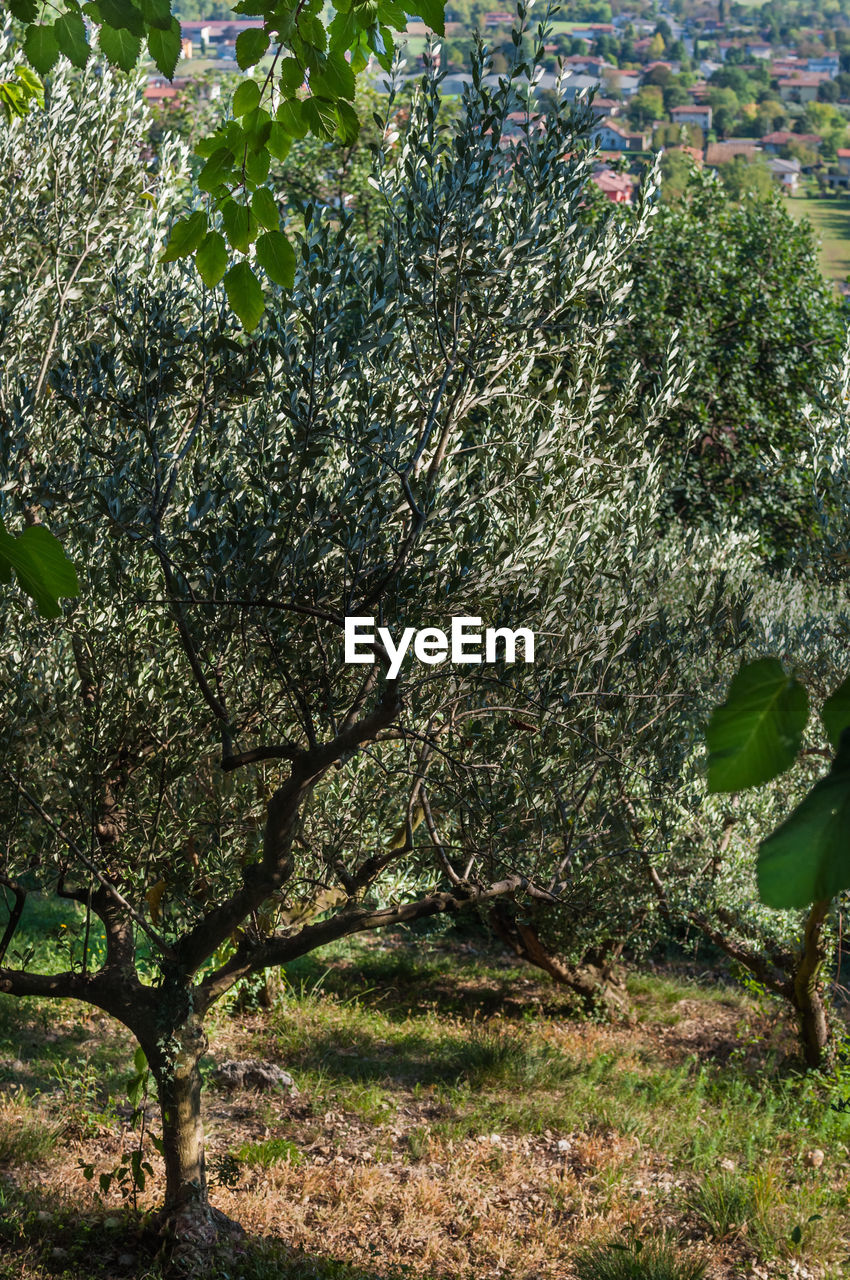 TREES GROWING IN FIELD