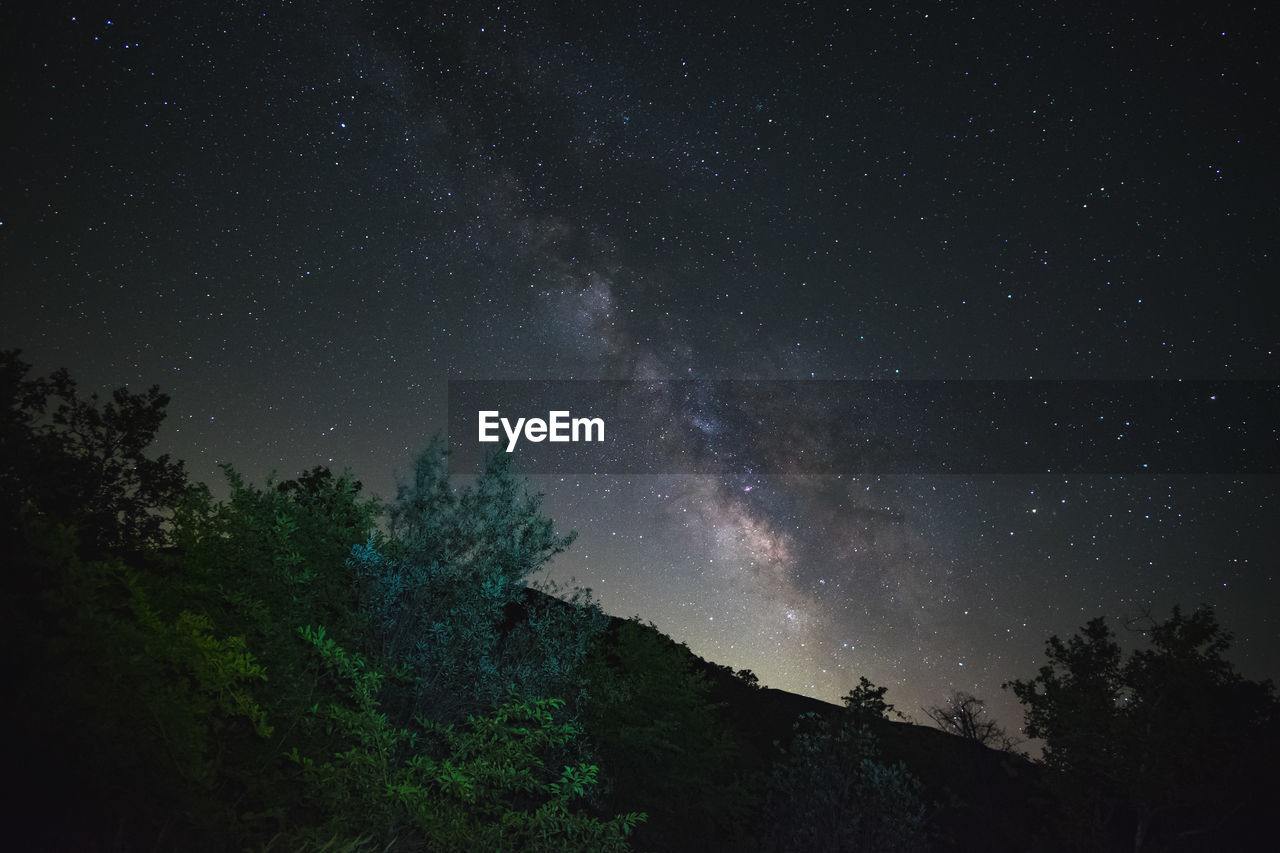 LOW ANGLE VIEW OF TREES AGAINST STAR FIELD