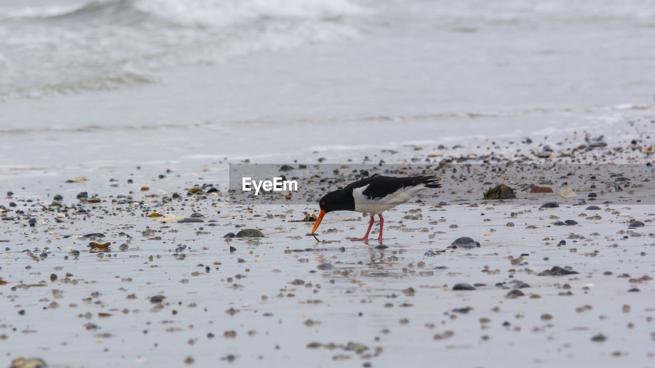 Digging in the sand