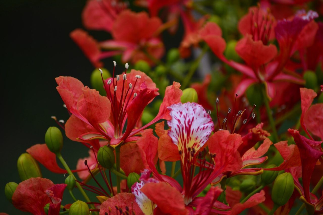 Close-up of wet red flowers blooming outdoors