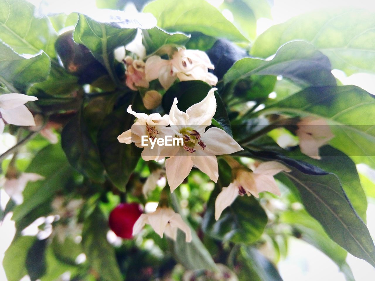 CLOSE-UP OF WHITE CHERRY BLOSSOMS