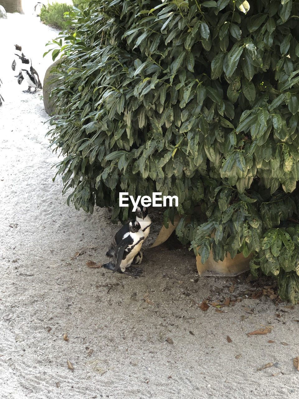 HIGH ANGLE VIEW OF A CAT ON FIELD