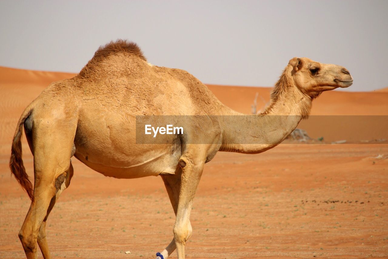 Camel in dubai
