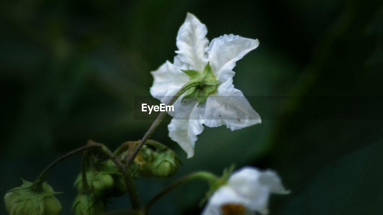 CLOSE-UP OF WHITE FLOWERS BLOOMING OUTDOORS