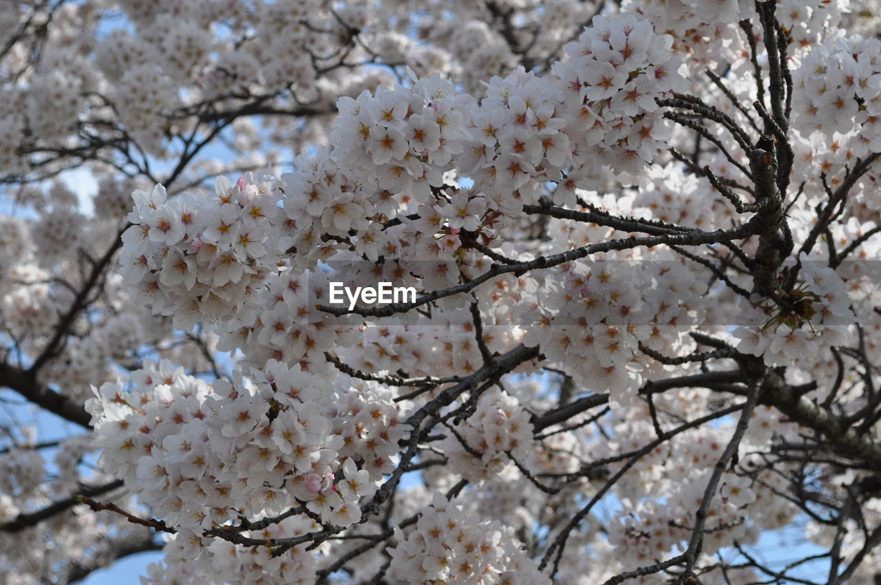 CLOSE-UP OF CHERRY BLOSSOM