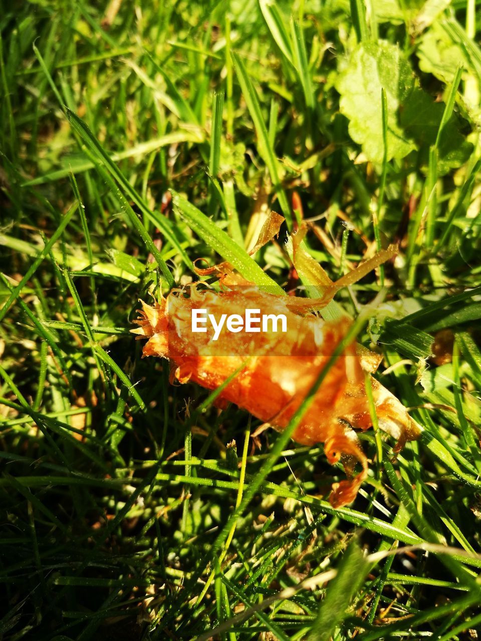 CLOSE-UP OF MUSHROOMS IN GRASS