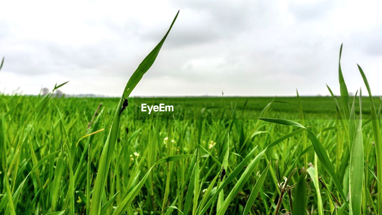 CLOSE-UP OF FRESH GREEN GRASS AGAINST SKY