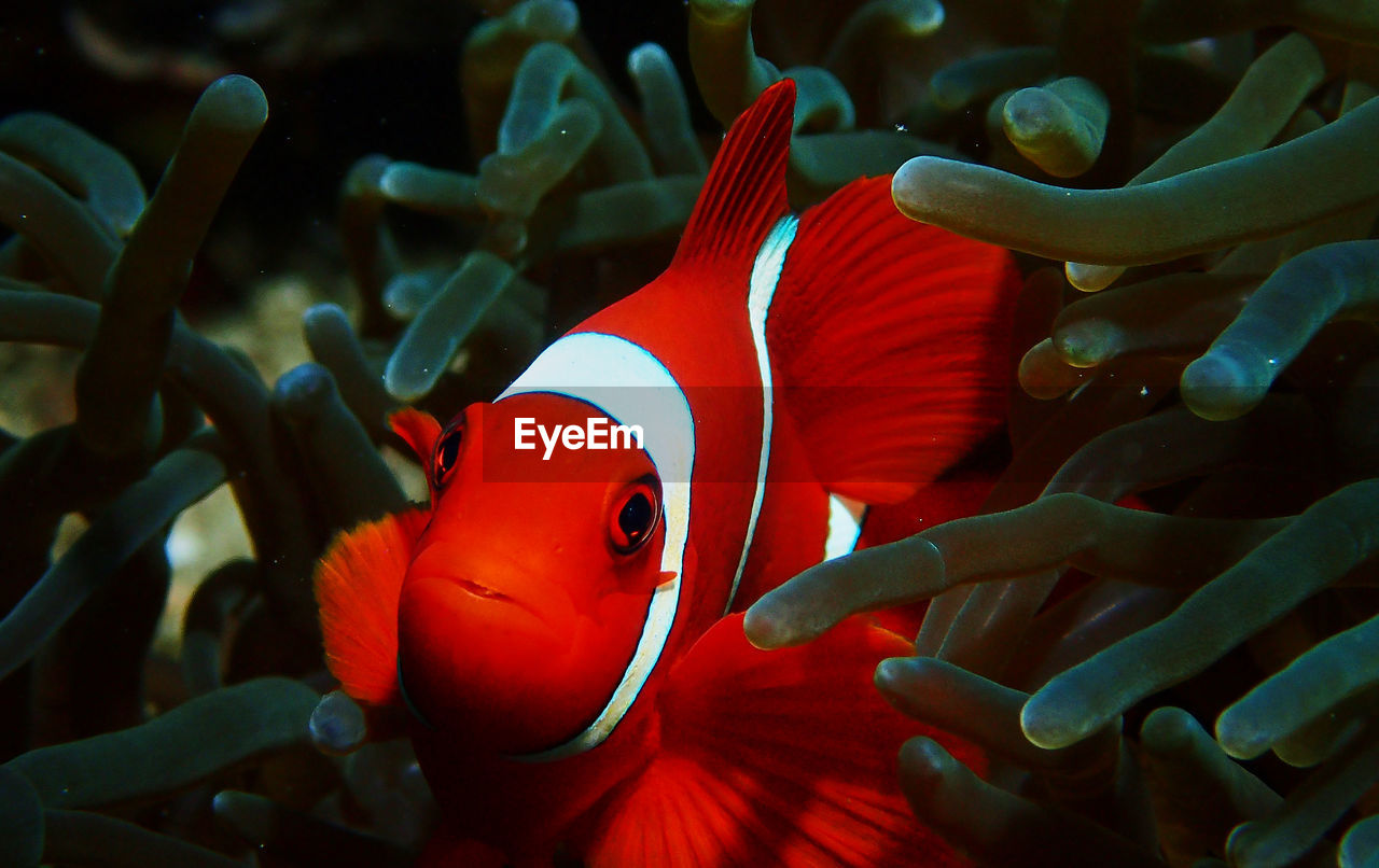 CLOSE-UP OF FISH UNDERWATER