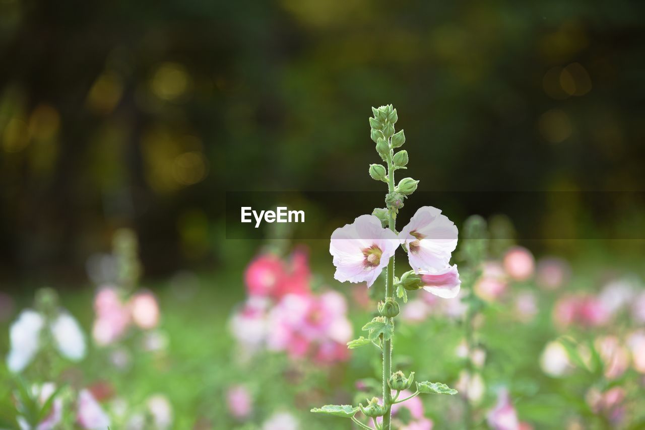 Close-up of pink flowering plant