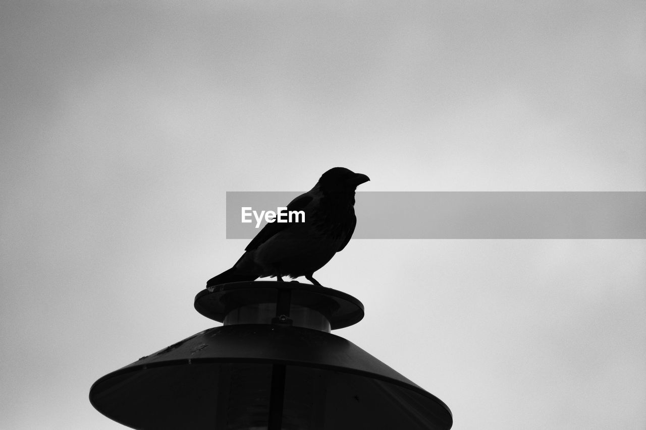 Low angle view of bird on street light against clear sky