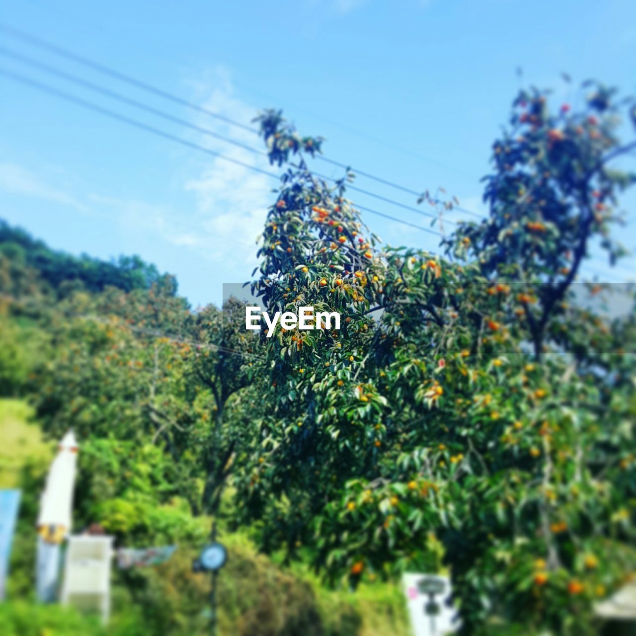 LOW ANGLE VIEW OF PLANTS AGAINST SKY