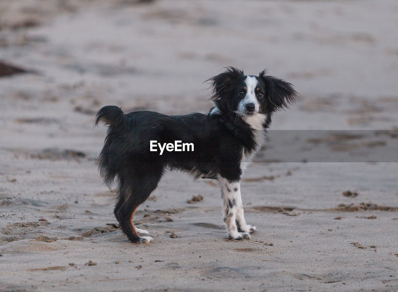 Dog standing on sand at beach